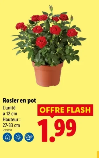 Rosier en pot