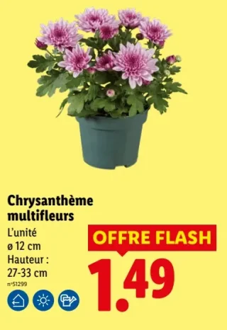 Chrysanthème multifleurs