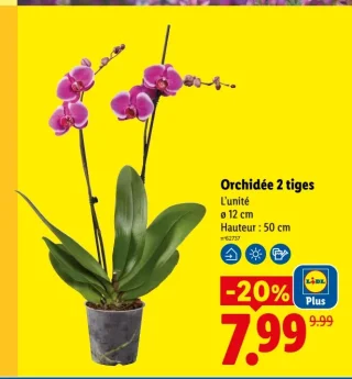Orchidée 2 tiges