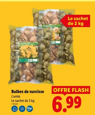 Bulbes de narcisse