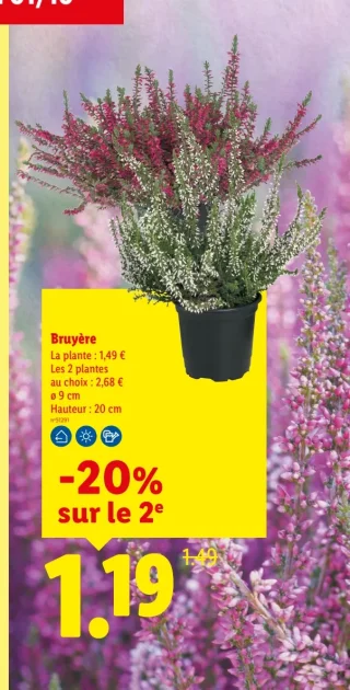 Bruyère