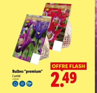 Bulbes "premium"