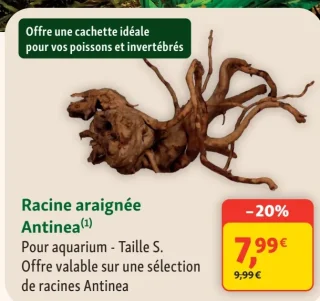 Racine araignée Antinea