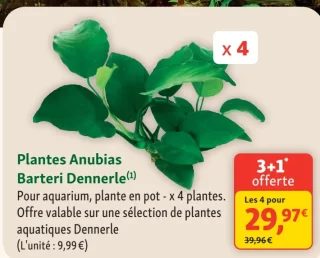 Plantes Anubias Barteri Dennerle
