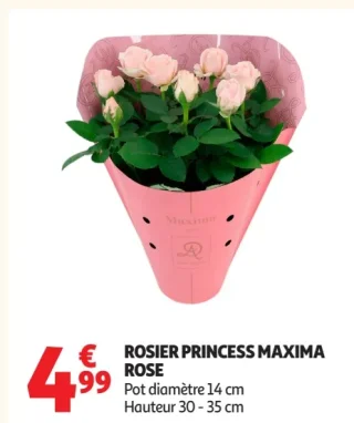 ROSIER PRINCESS MAXIMA ROSE