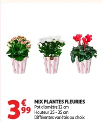 MIX PLANTES FLEURIES