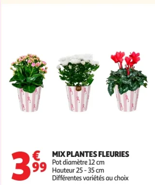 MIX PLANTES FLEURIES