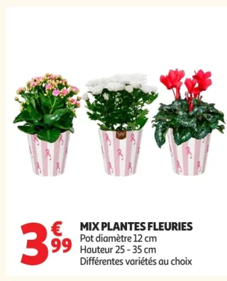 Mix plantes fleuries