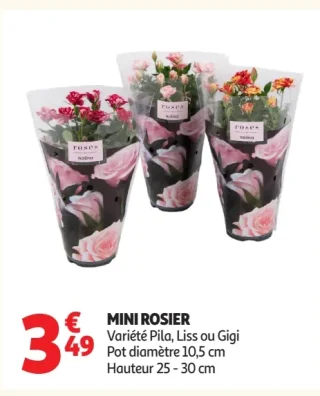 Mini rosier