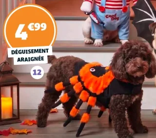 DÉGUISEMENT ARAIGNÉE