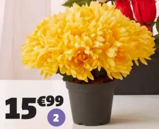 Pot chrysanthèmes 29 têtes