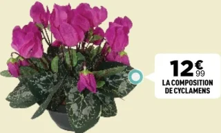 La composition de cyclamens