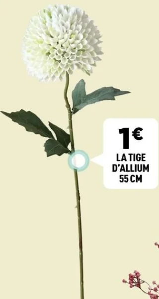 La tige d'allium 55 cm