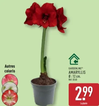 GARDENLINE® AMARYLLIS