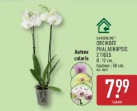GARDENLINE® ORCHIDÉE PHALAENOPSIS 2 TIGES