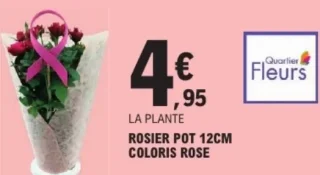 Rosier pot 12cm coloris rose