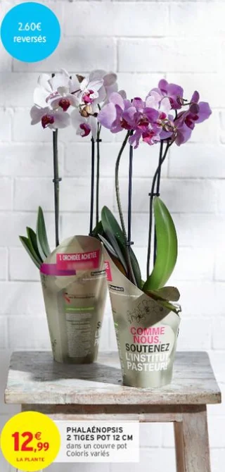 Phalaenopsis 2 tiges pot 12 cm dans un couvre pot Coloris variés