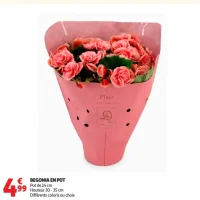 Begonia en pot Pot de 14 cm