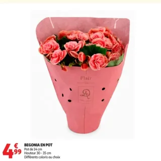 Begonia en pot Pot de 14 cm