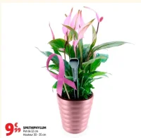 Spathiphyllum Pot de 12 cm