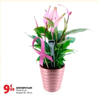 Spathiphyllum Pot de 12 cm