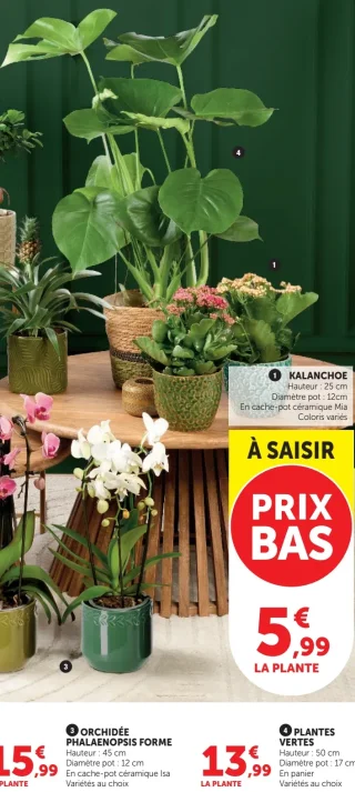 Plantes vertes en panier