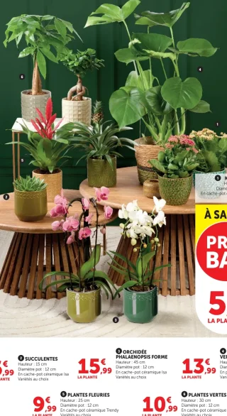 Plantes vertes en cache-pot céramique Myo