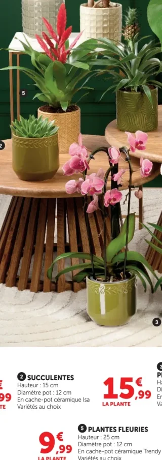 Plantes fleuries en cache-pot céramique Trendy