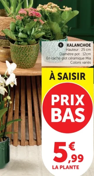 Kalanchoé en cache-pot céramique Mia