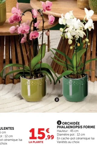 Orchidée Phalaenopsis Forme en cache-pot céramique Isa