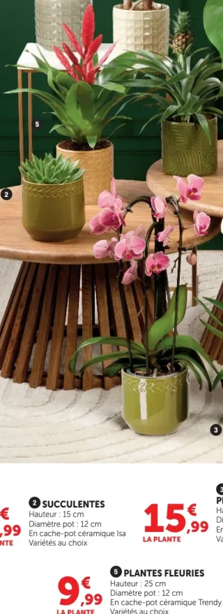 Plantes Fleuries