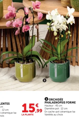 Orchidée Phalaenopsis Forme