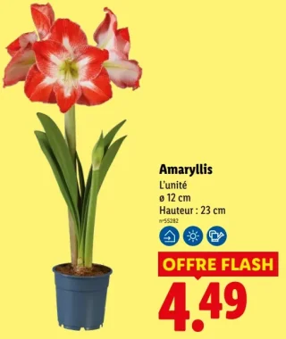 Amaryllis