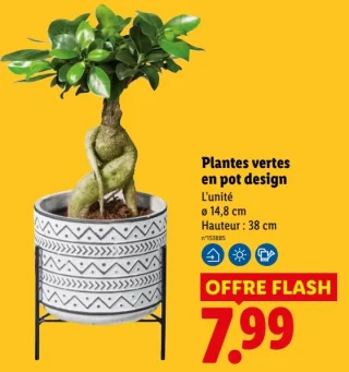 Plantes vertes en pot design