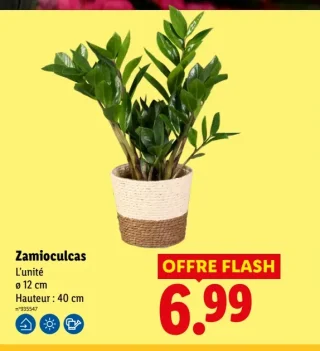 Zamioculcas