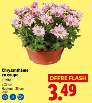 Chrysanthème en coupe