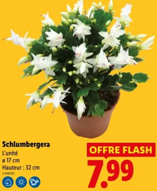 Schlumbergera