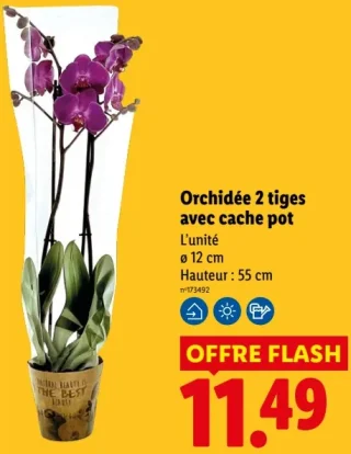 Orchidée 2 tiges avec cache pot