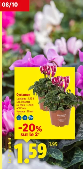 Cyclamen