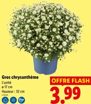 Gros chrysanthème