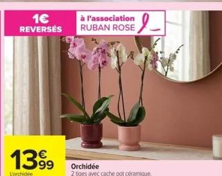 Orchidée avec cache pot céramique