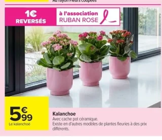 Kalanchoe avec cache pot céramique