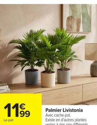 Palmier Livistonia