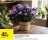 Promo Chrysanthème coloré