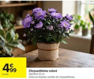 Chrysanthème coloré