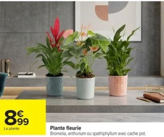 Plante fleurie