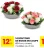 Promo 14 boutons de roses en coupe