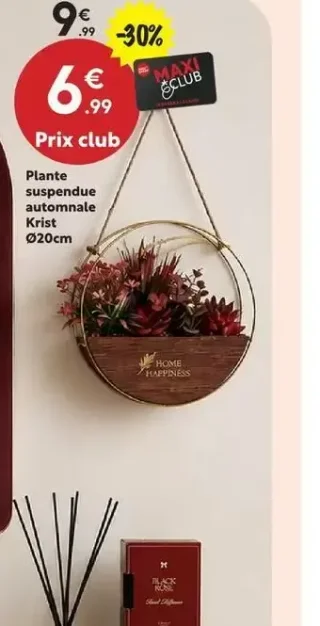 Plante suspendue automnale Krist Ø20cm