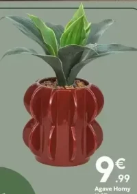 Agave Homy H.27cm