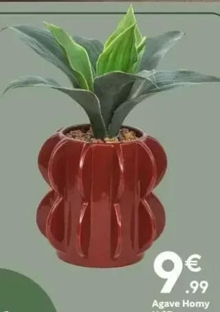 Agave Homy H.27cm
